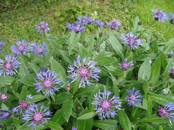 Allenton Community Primary School