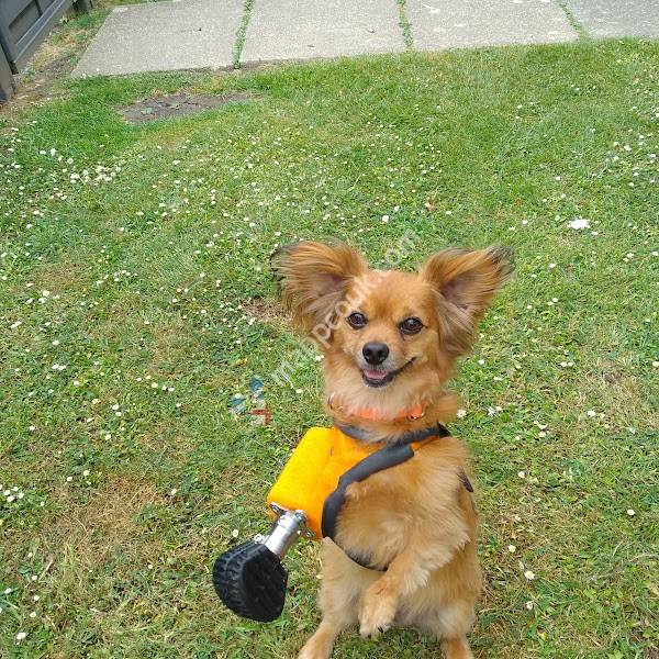 Arun Veterinary Group Storrington