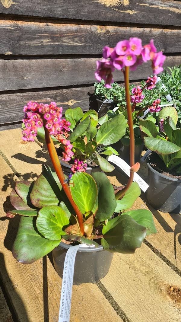 Beardsworths, Wholesale Nurseries and Garden Centre