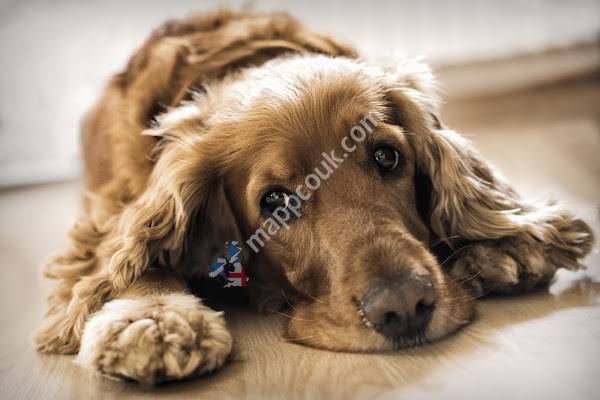 Bishopbriggs Veterinary Centre