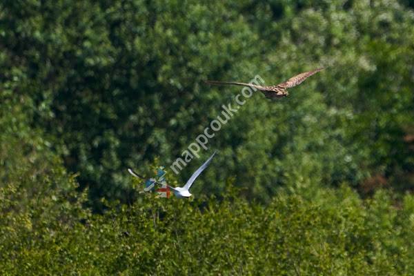Bittern Bench, RSPB Middleton Lakes