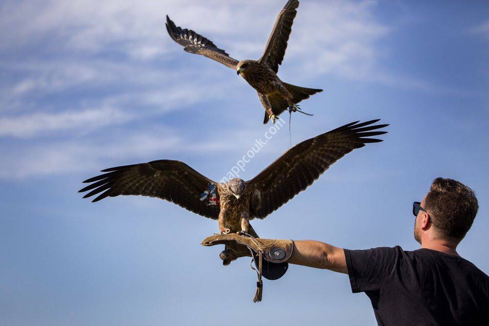 East Sussex Falconry
