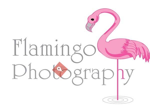 Flamingo Photography