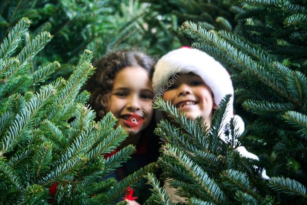 Pines and Needles-Barnes