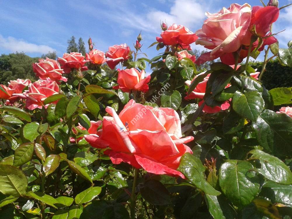Rose gardens, St anne's park