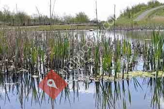 Sutton Manor Woodland