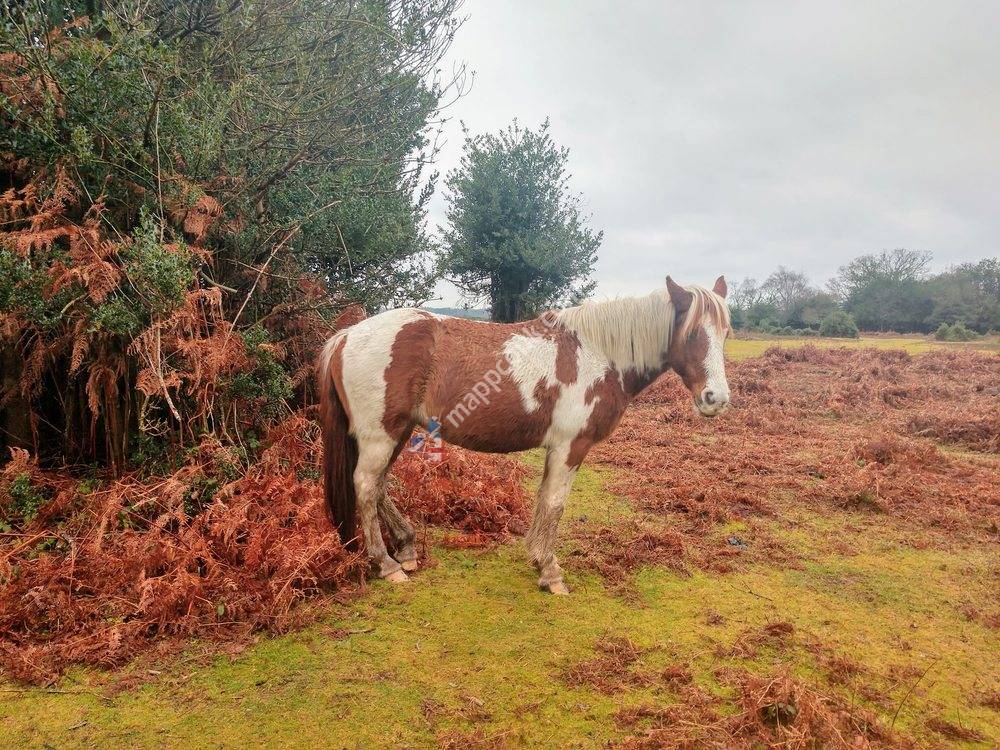 The New Forest National Park