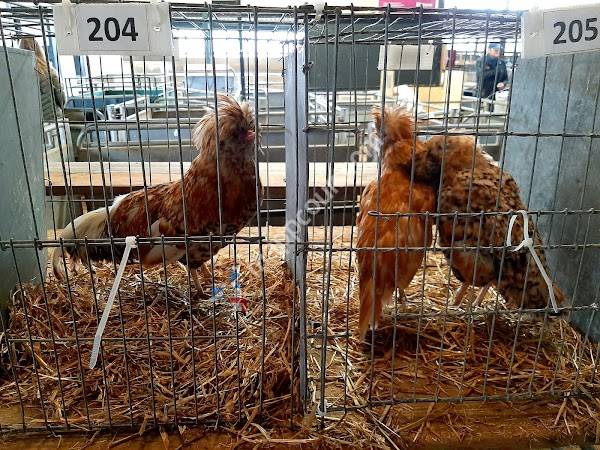 Thrapston Livestock Auction
